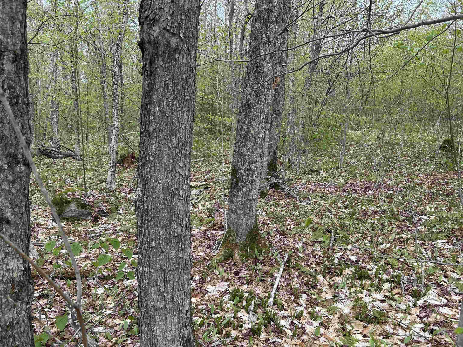 MAPB2LOT16 Deadwater Road Stewartstown NH 03597