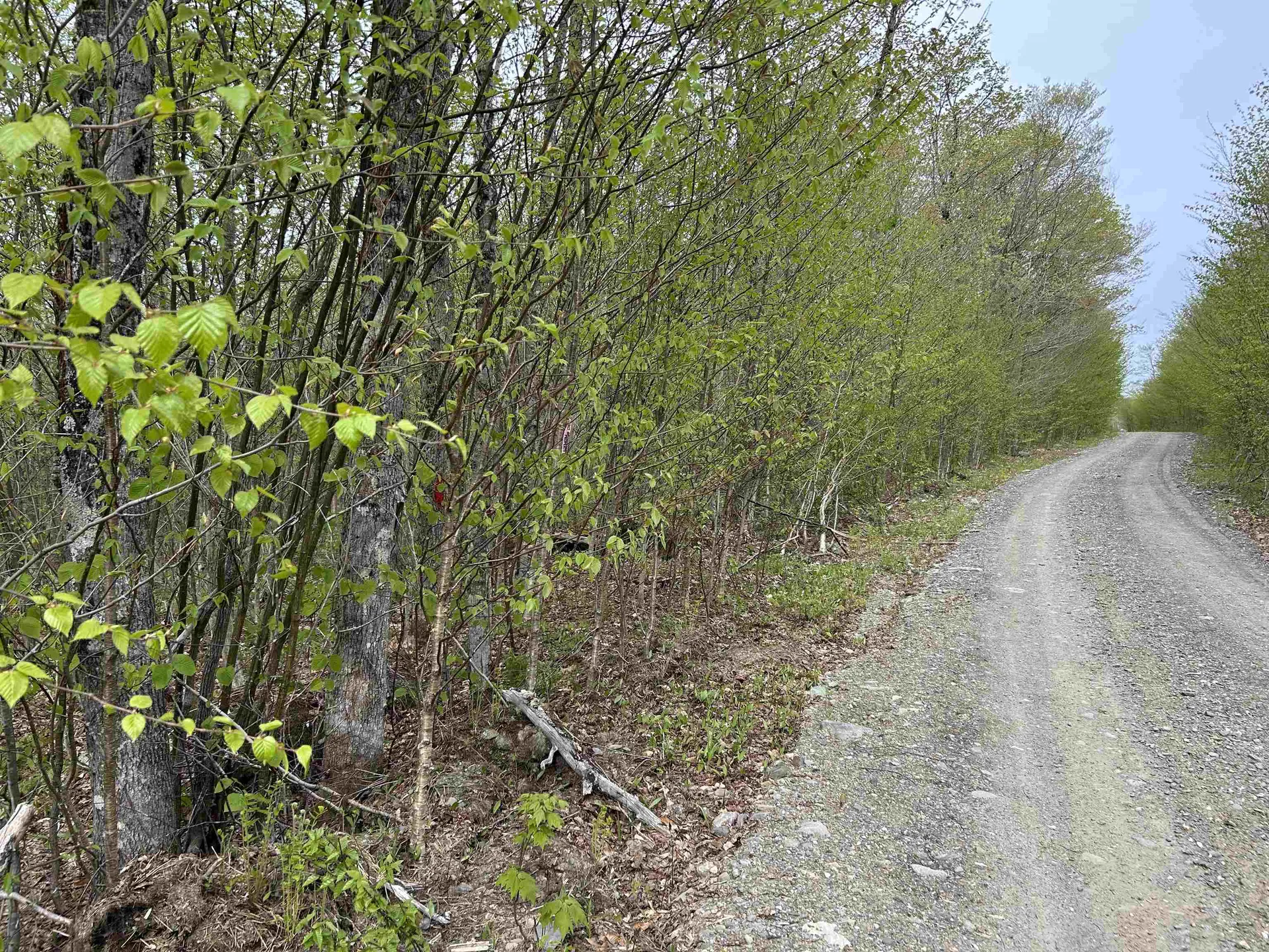 MAPB2LOT16 Deadwater Road Stewartstown NH 03597