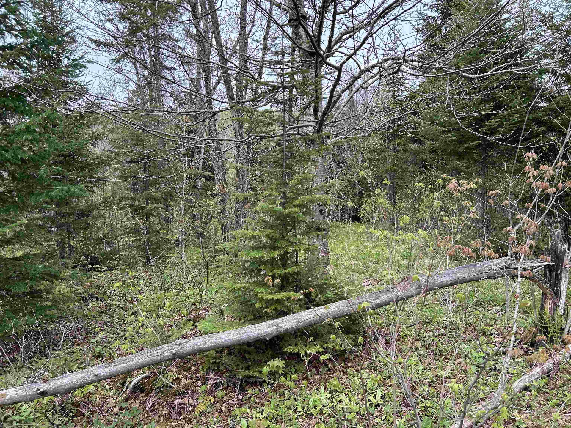 MAPB2LOT16 Deadwater Road Stewartstown NH 03597