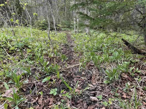 MAPB2LOT16 Deadwater Road Stewartstown NH 03597