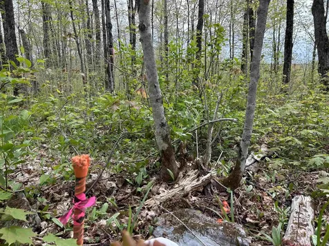 MAPB2LOT16 Deadwater Road Stewartstown NH 03597