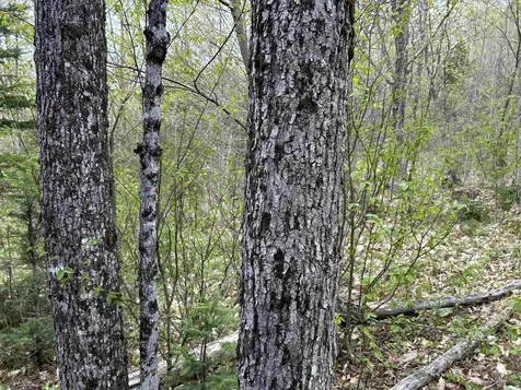 MAPB2LOT16 Deadwater Road Stewartstown NH 03597