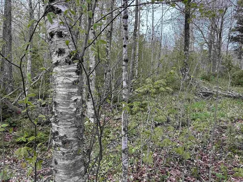 MAPB2LOT16 Deadwater Road Stewartstown NH 03597