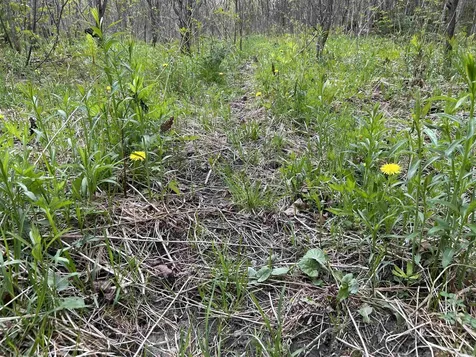 MAPB2LOT16 Deadwater Road Stewartstown NH 03597