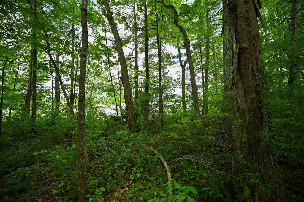 185 Holmes Lane Shoreham VT 05770