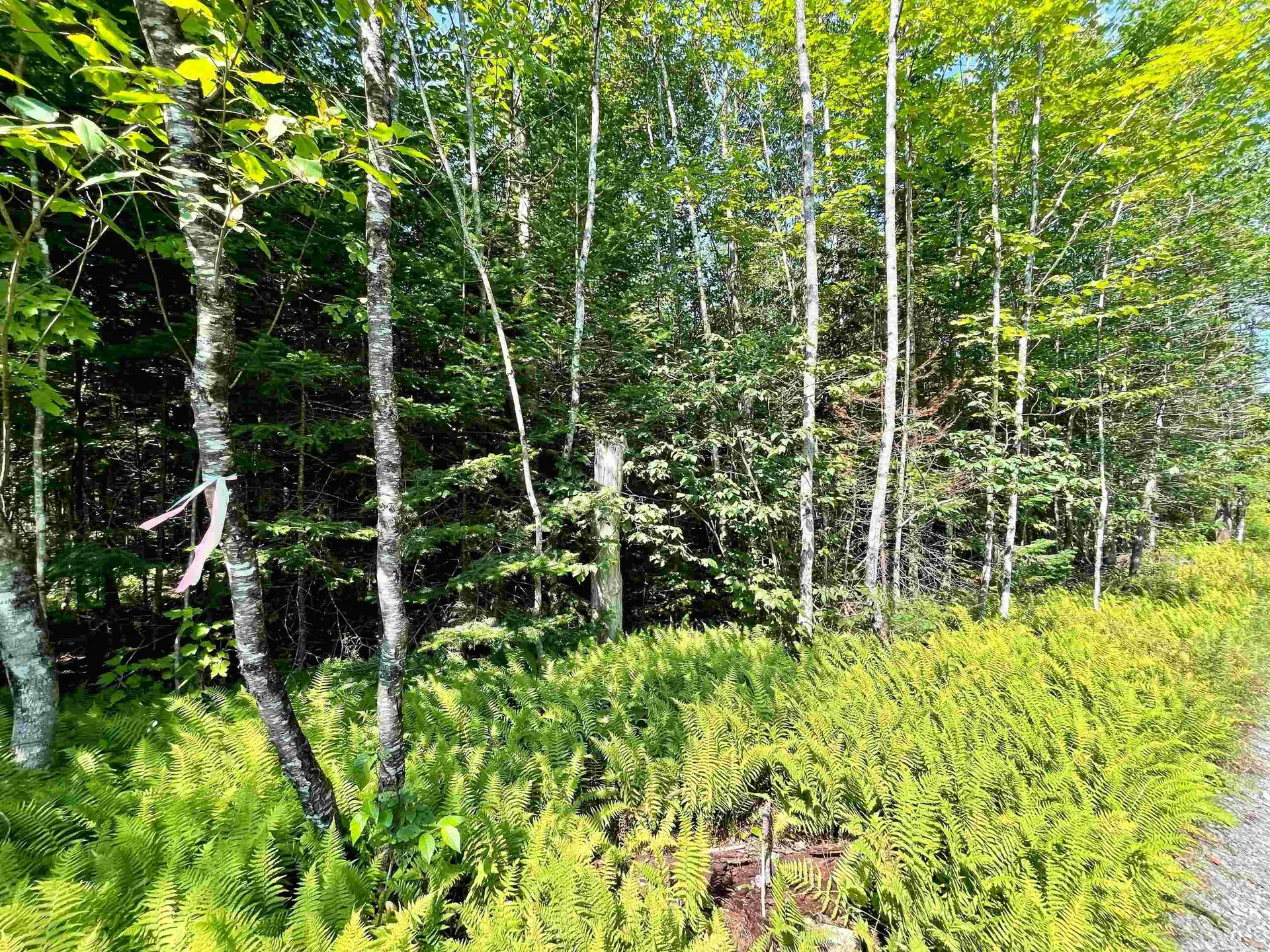 501 Martins Pond Lane Peacham VT 05862