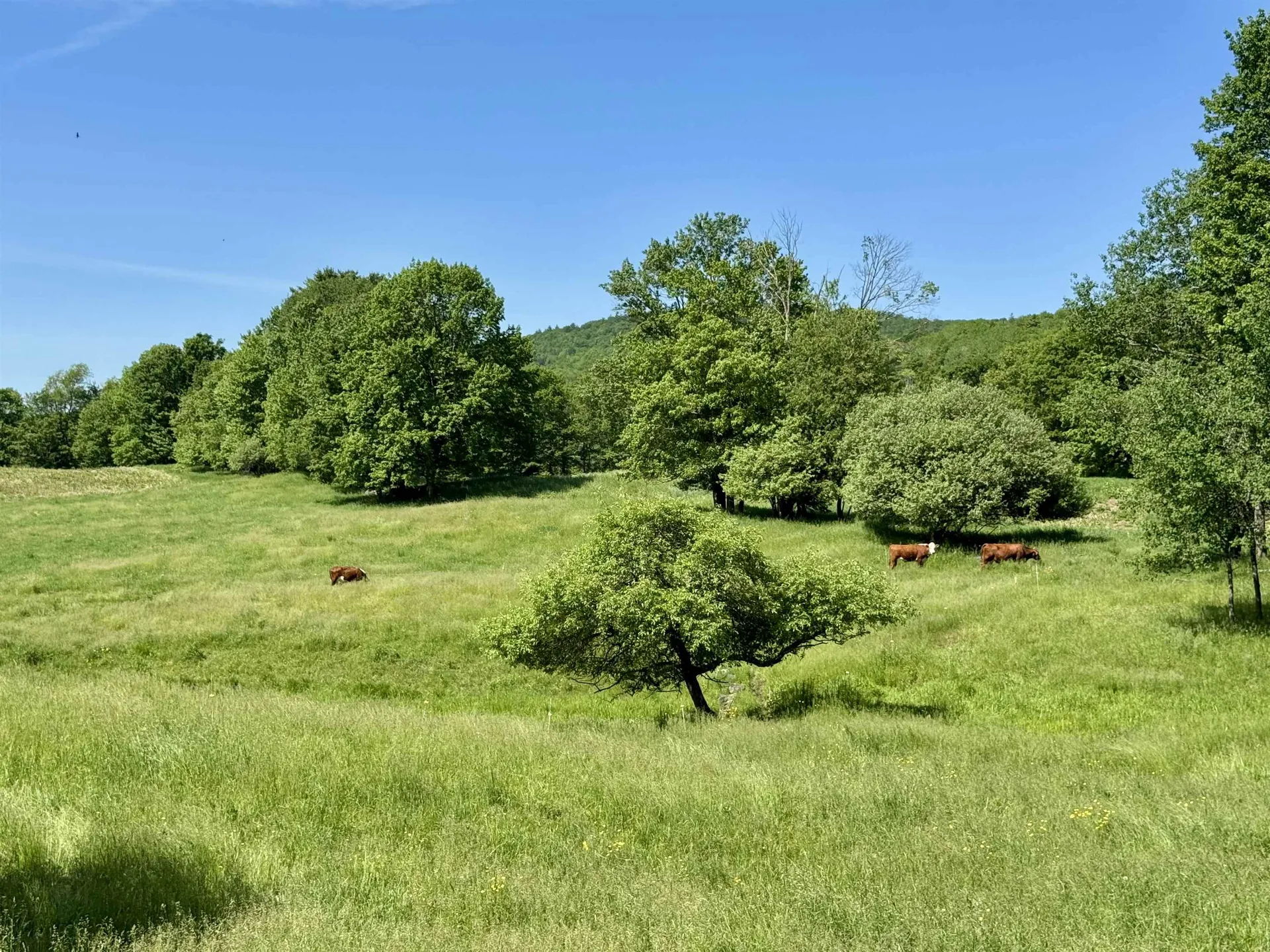 3517 Duck Pond Road Waterford VT 05819