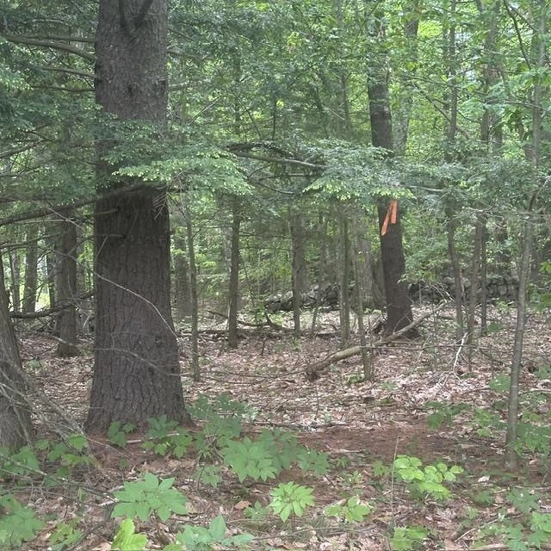 44.1 Lovell Lake Road Wakefield NH 03872