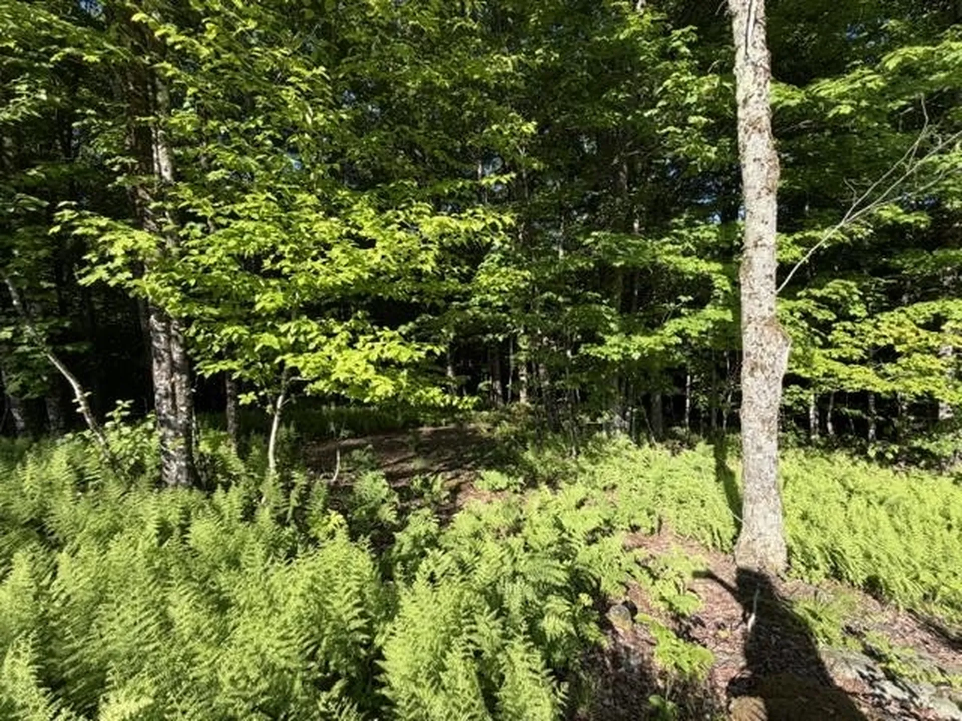 1 Drift Lane Hyde Park VT 05655