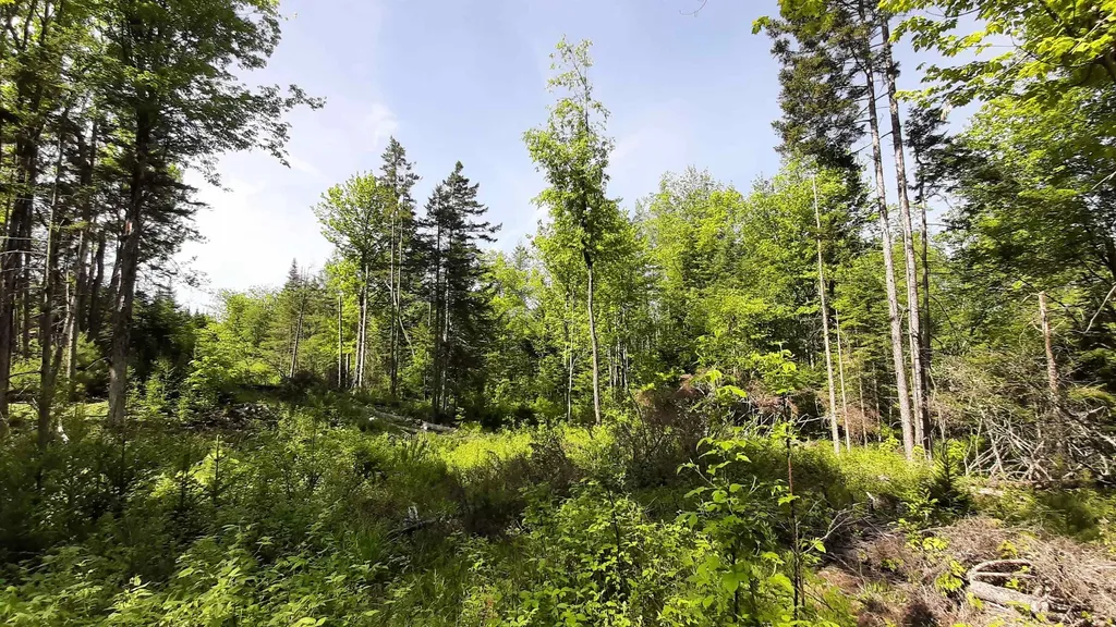 0 Summit Road Mount Holly VT 05758
