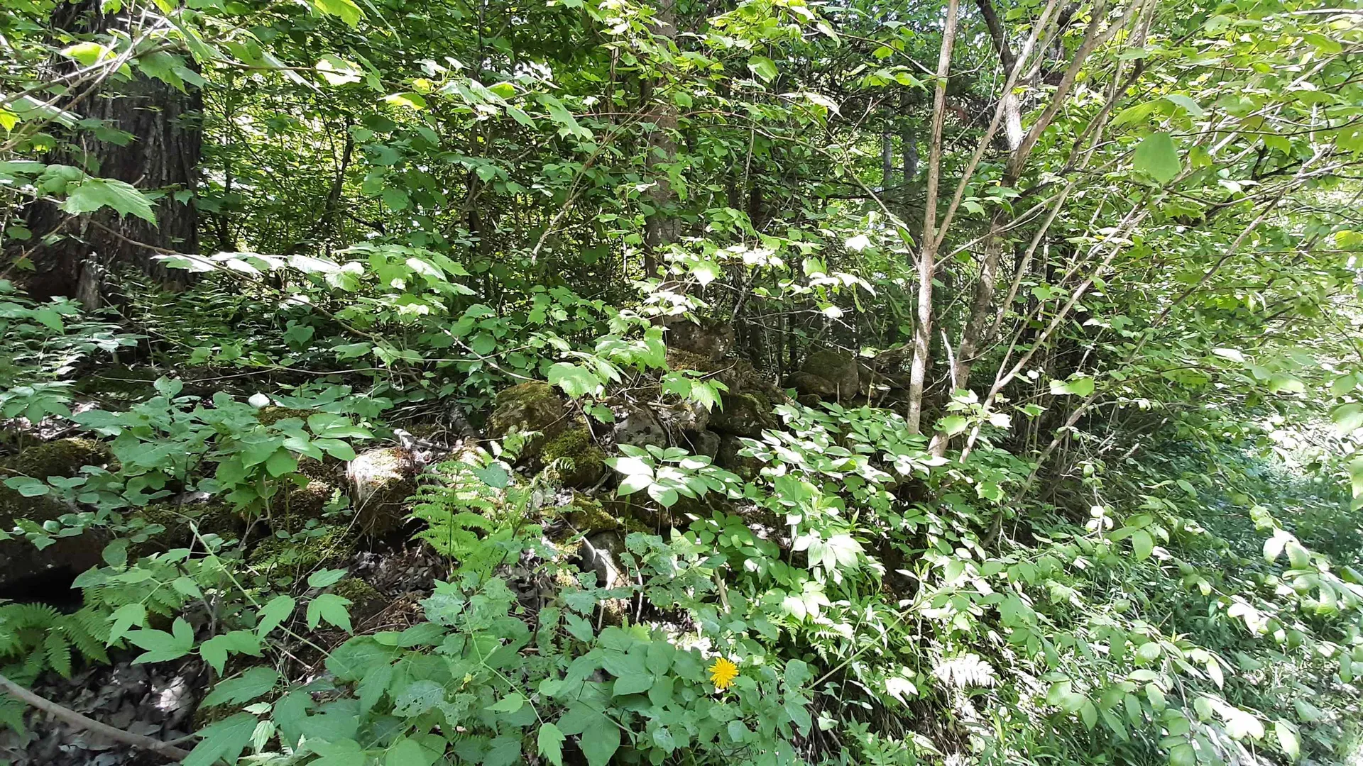 0 Summit Road Mount Holly VT 05758