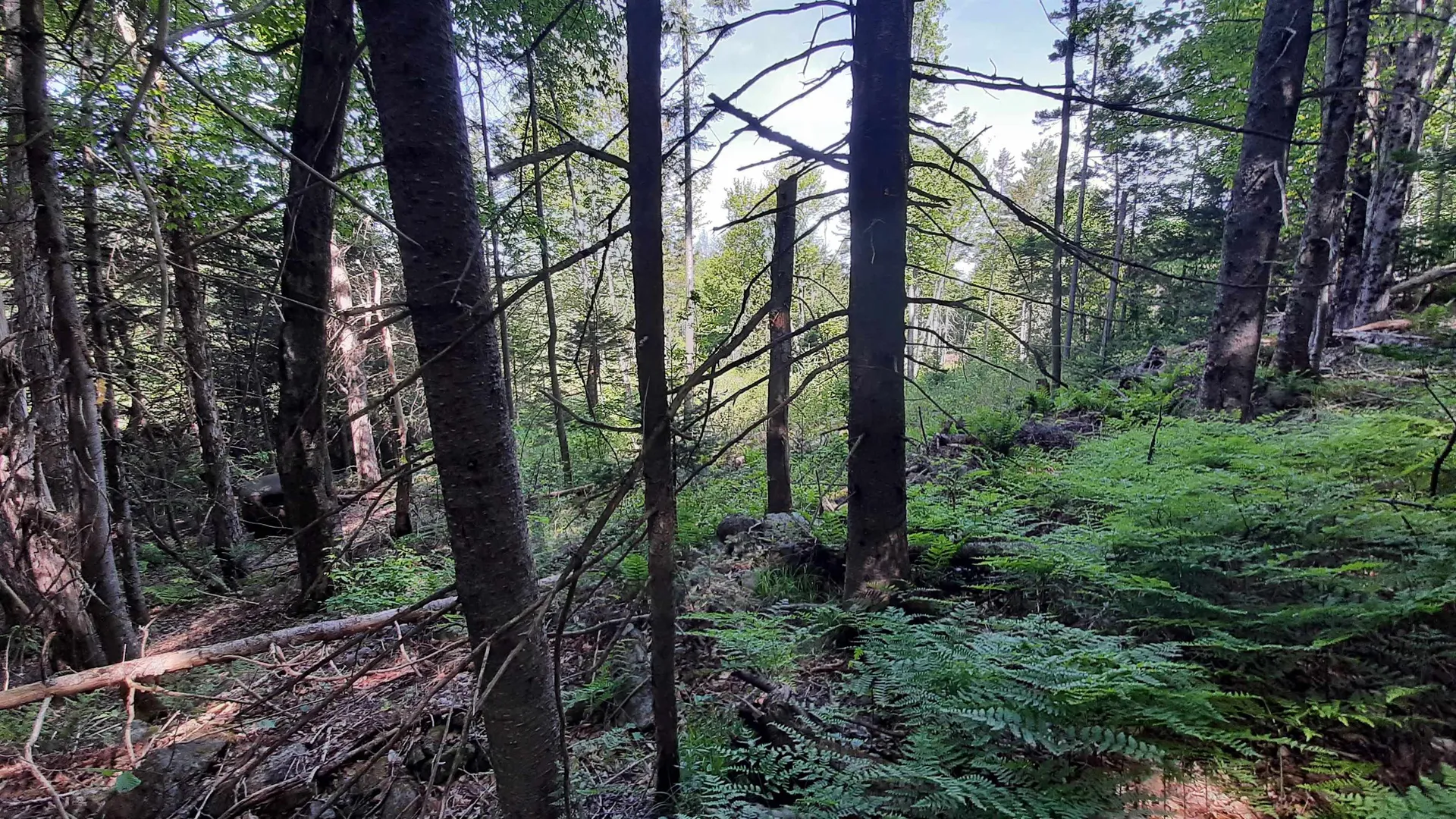 0 Summit Road Mount Holly VT 05758