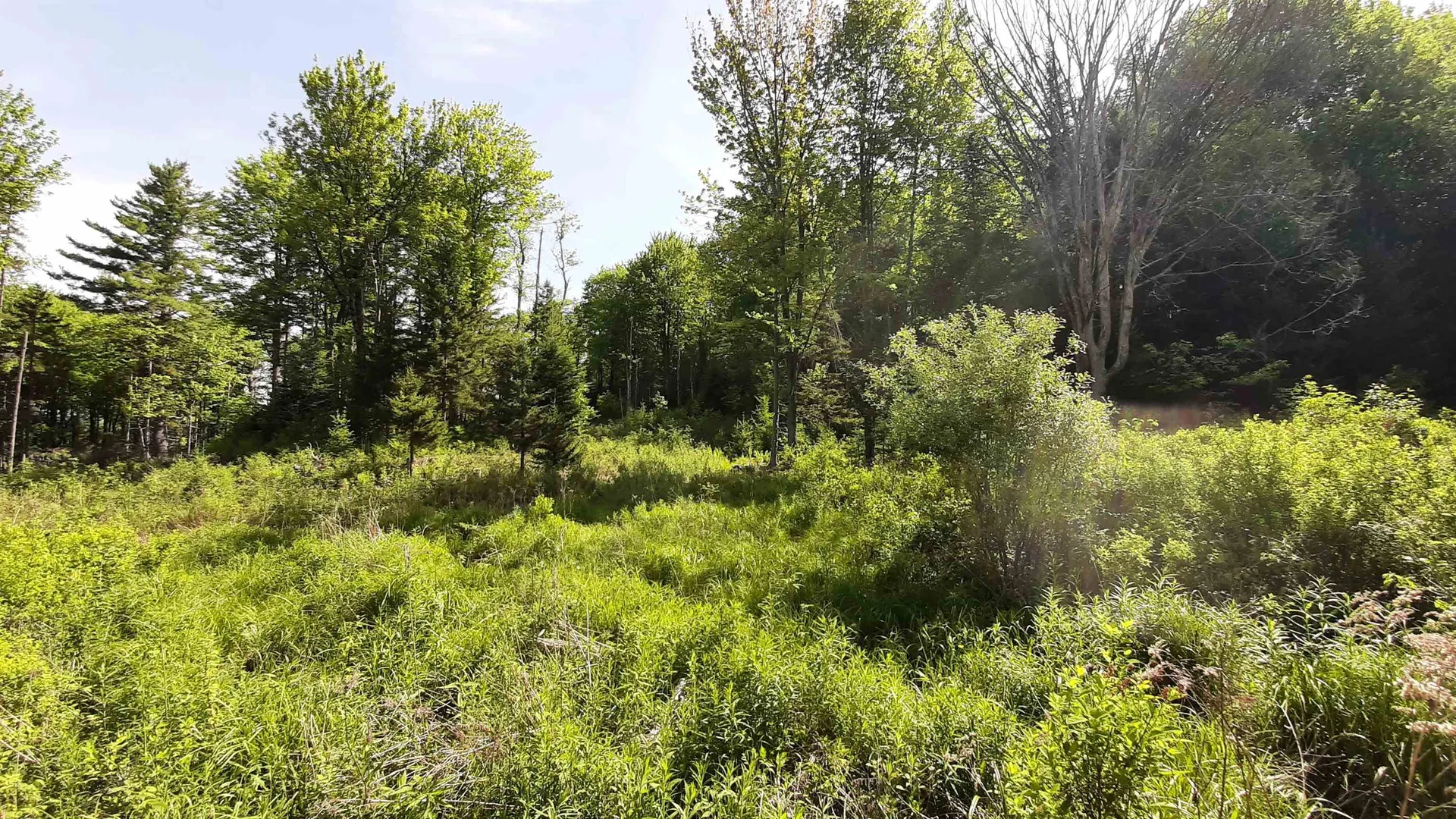 0 Summit Road Mount Holly VT 05758