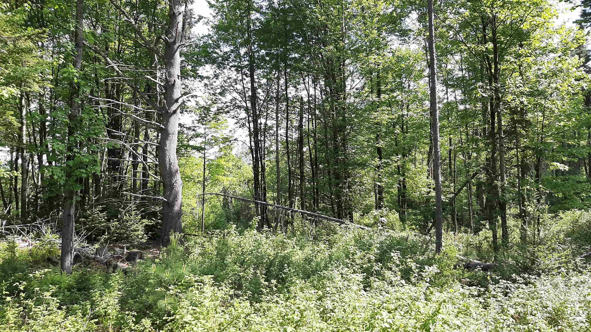 0 Summit Road Mount Holly VT 05758