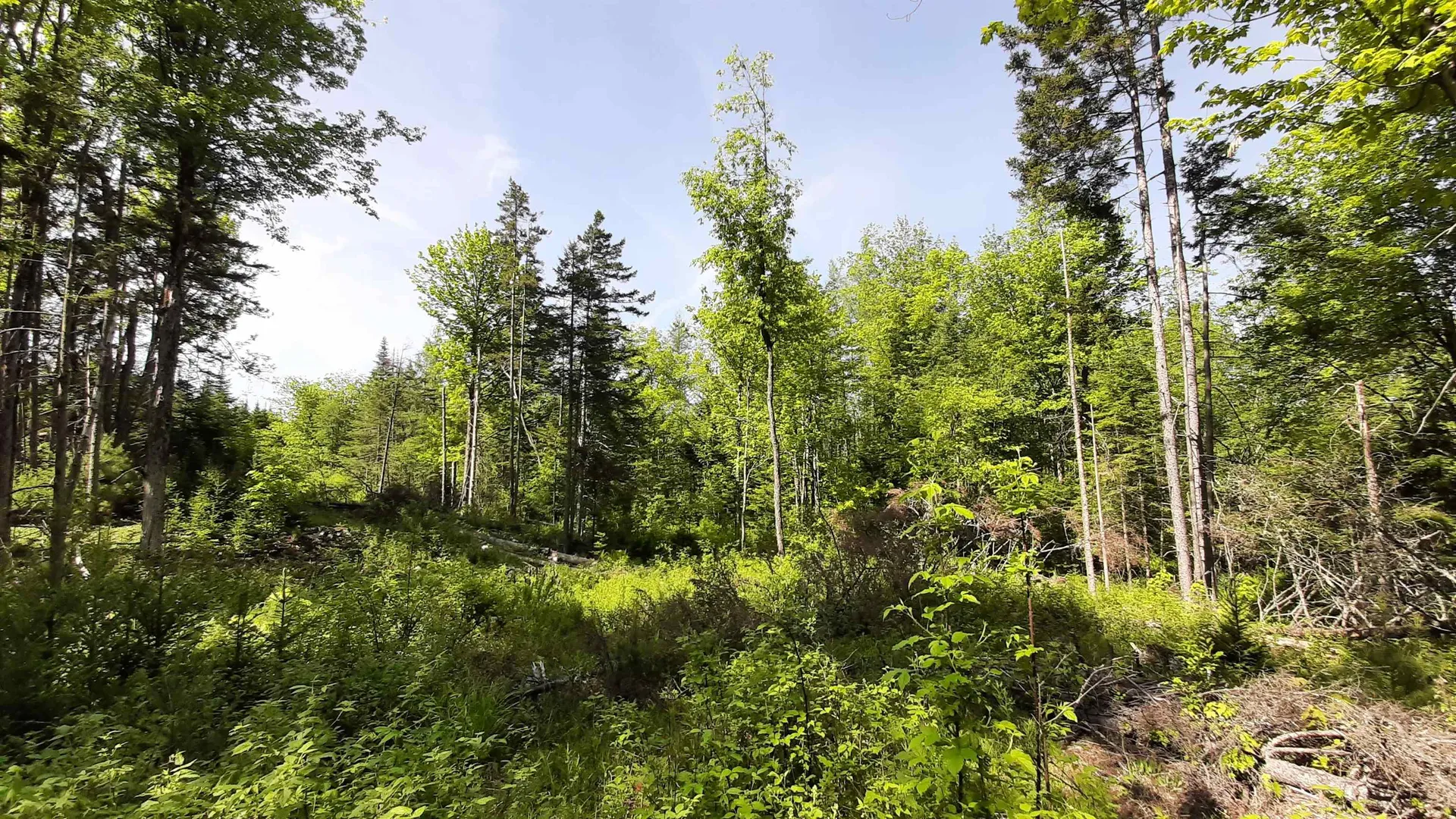 0 Summit Road Mount Holly VT 05758