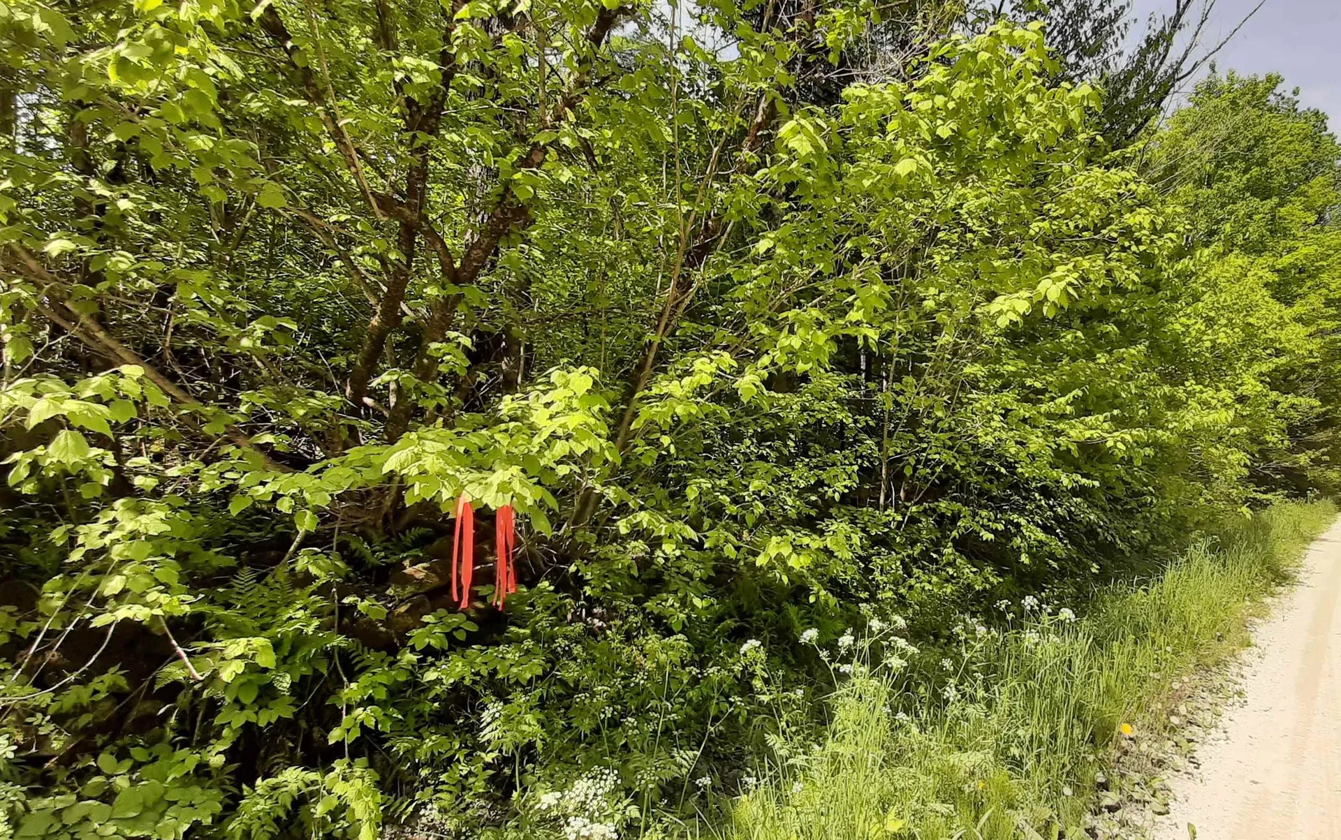 0 Summit Road Mount Holly VT 05758