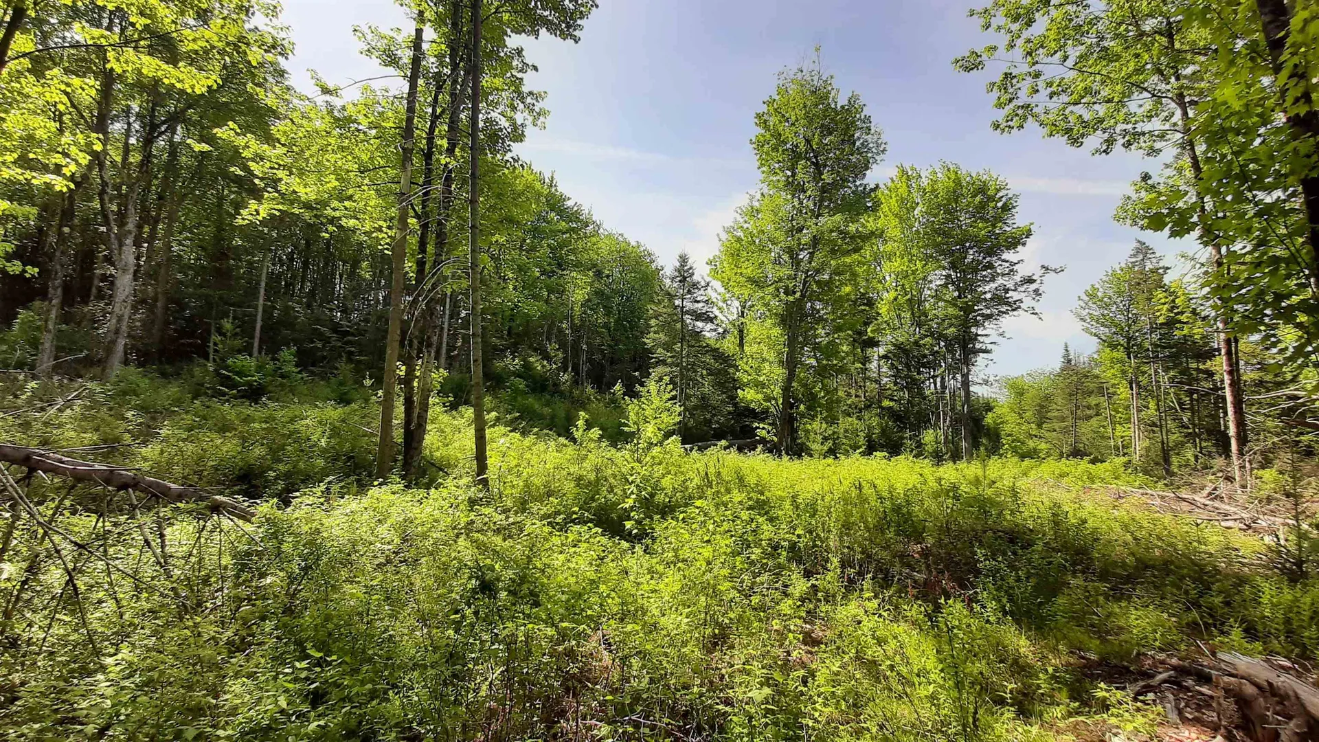 0 Summit Road Mount Holly VT 05758