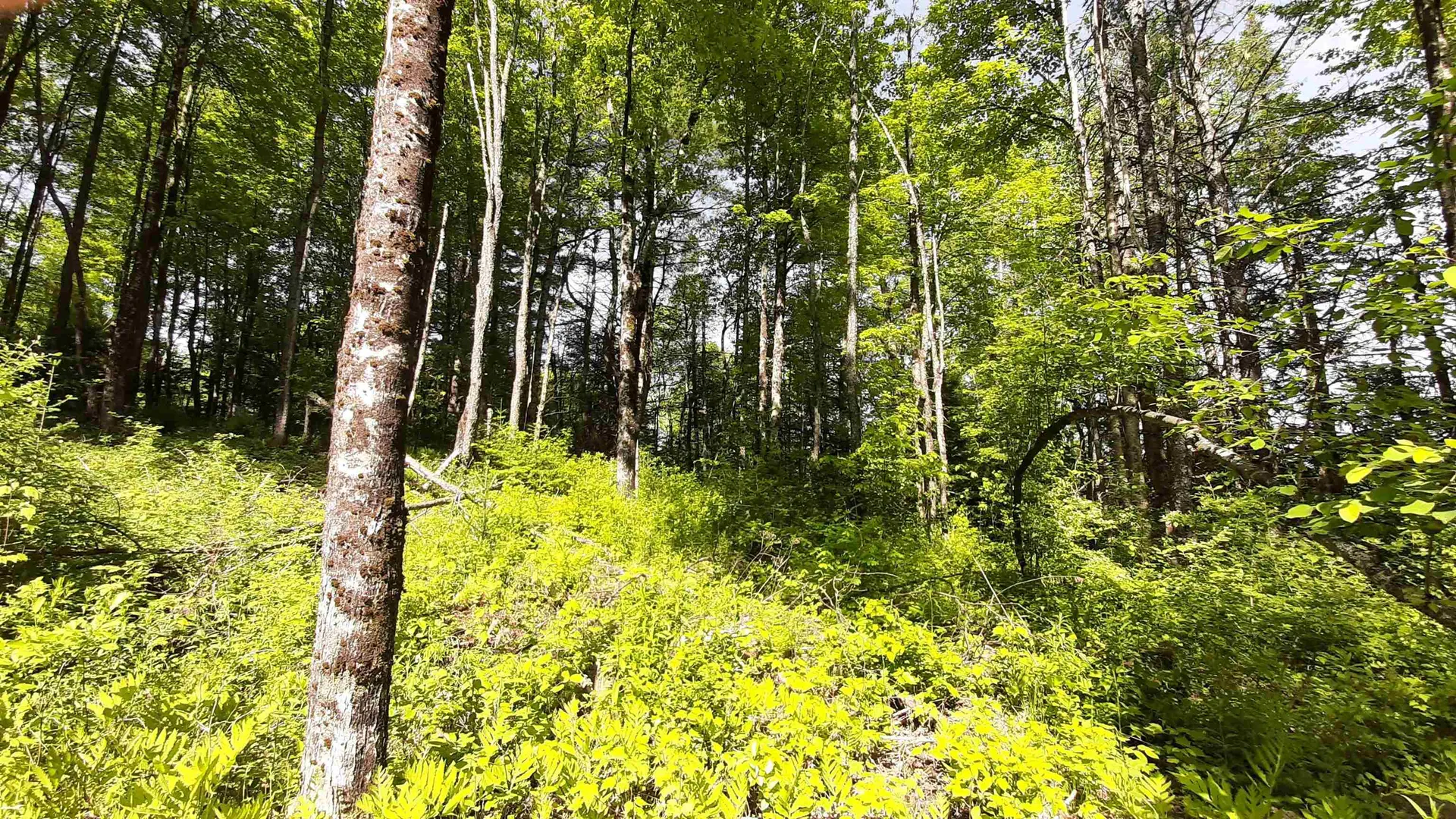 0 Summit Road Mount Holly VT 05758