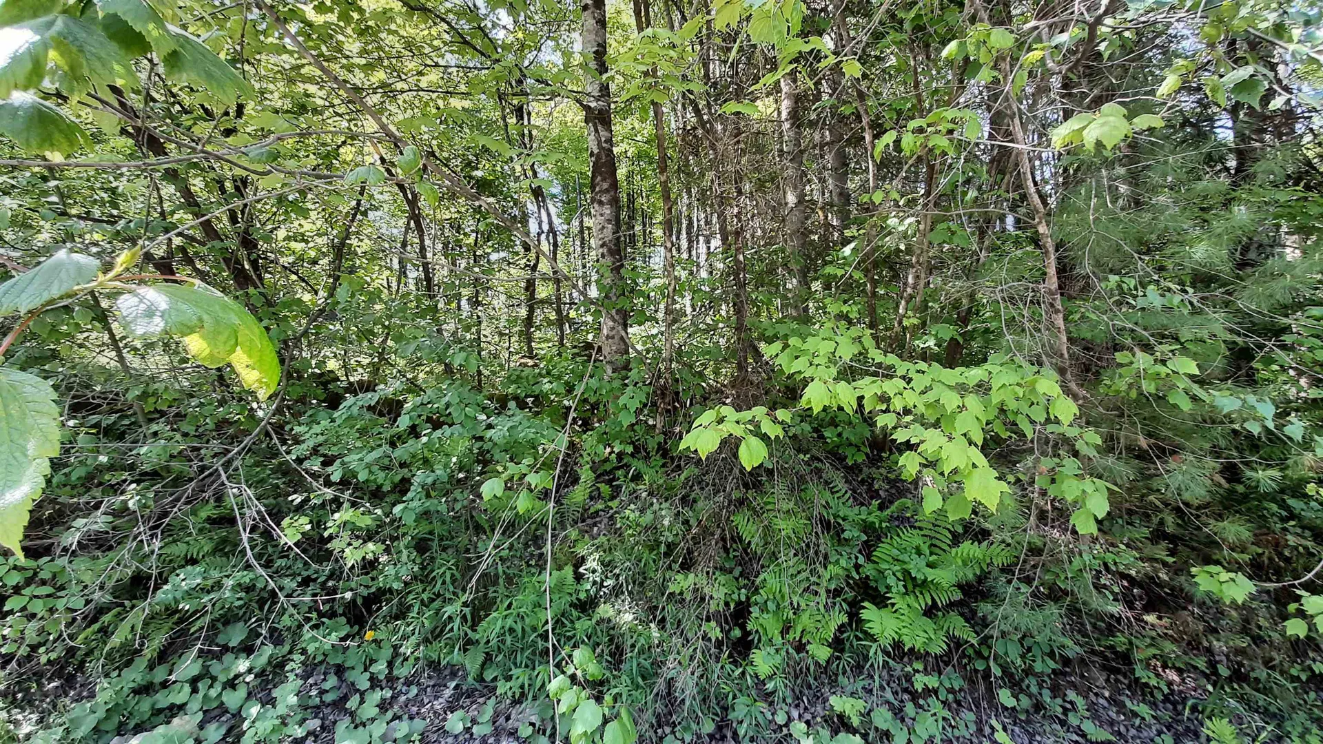 0 Summit Road Mount Holly VT 05758