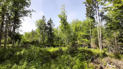 0 Summit Road Mount Holly VT 05758
