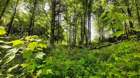 0 Summit Road Mount Holly VT 05758