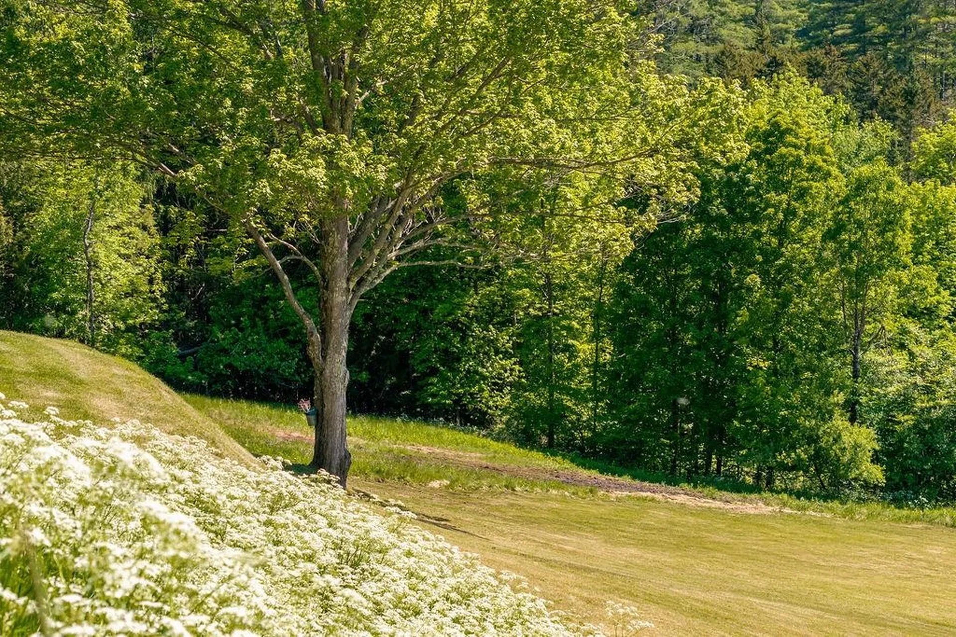 1586 Bent Hill Road Braintree VT 05060