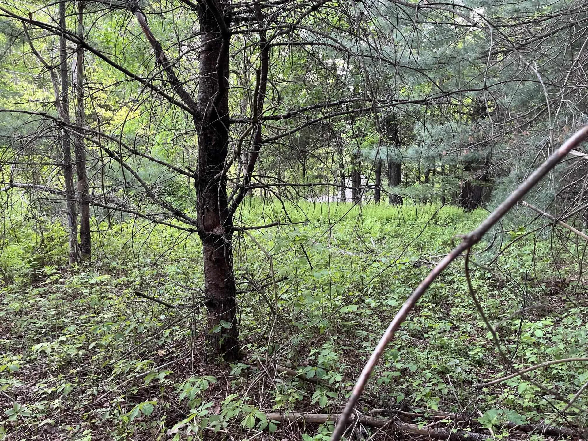 MAP17-LOT 31&33 River Road Bath NH 03740