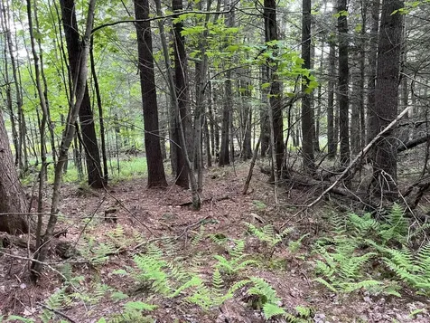 MAP17-LOT 31&33 River Road Bath NH 03740