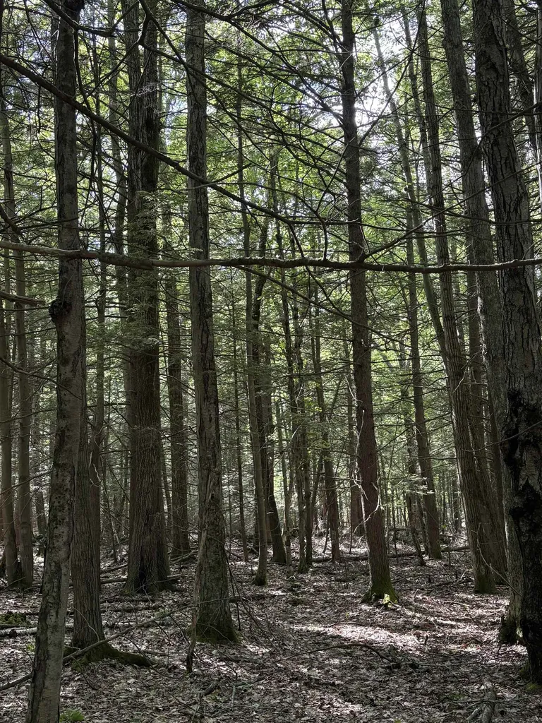 Lot 85 Currier Road Candia NH 03034