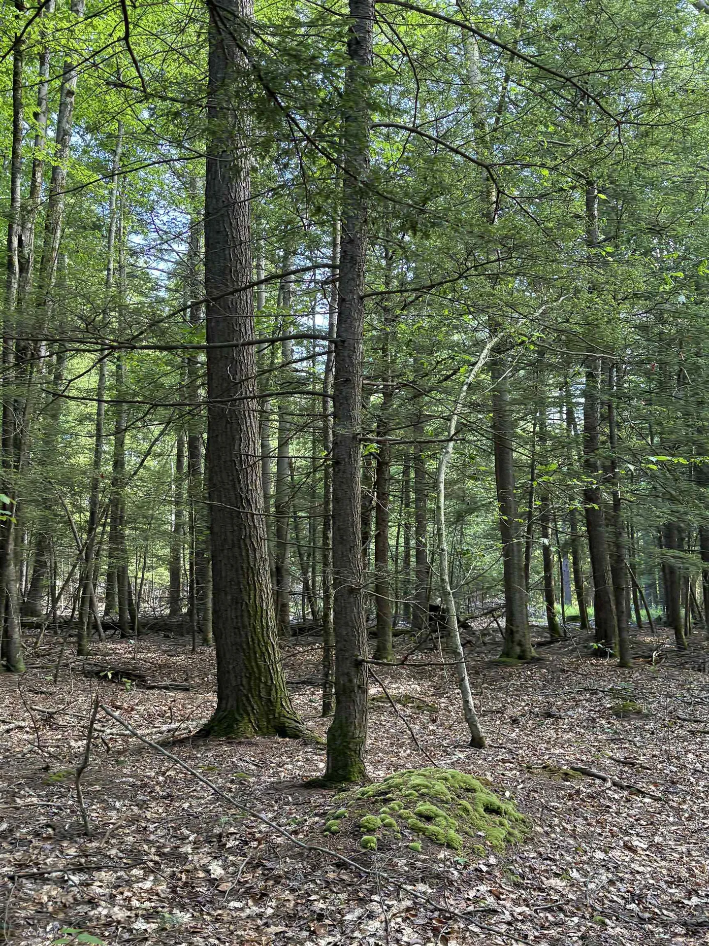 Lot 85 Currier Road Candia NH 03034
