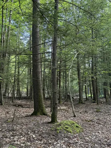 Lot 85 Currier Road Candia NH 03034