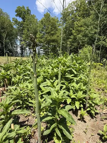 48 Pine Ridge Vernon VT 05354