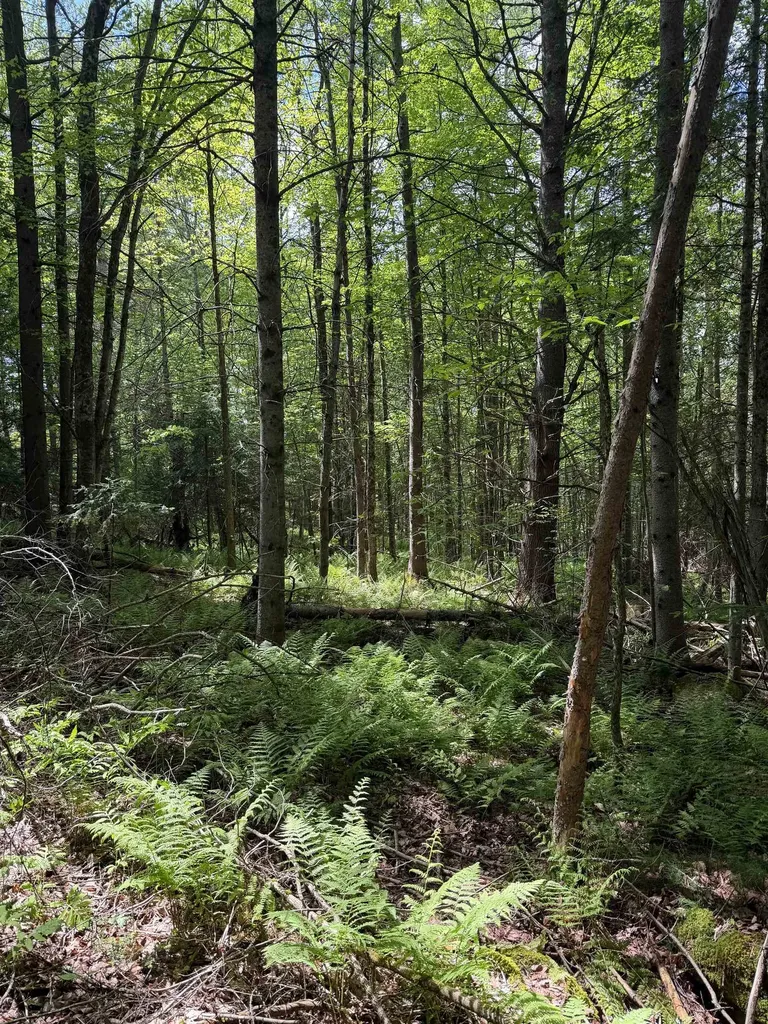 0 Walker Drive Lancaster NH 03584