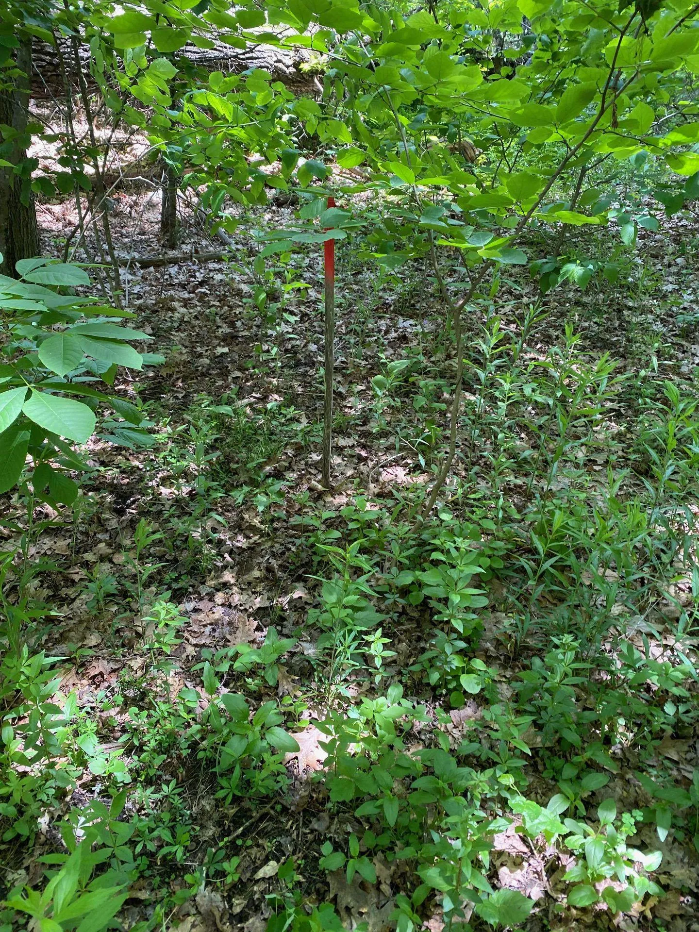 6 Johnny Hill Road Windham NH 03087