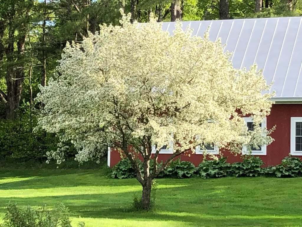 65 Clark Camp Road Cornish NH 03754
