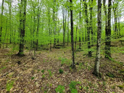 660 Brookview Lane Wolcott VT 05680