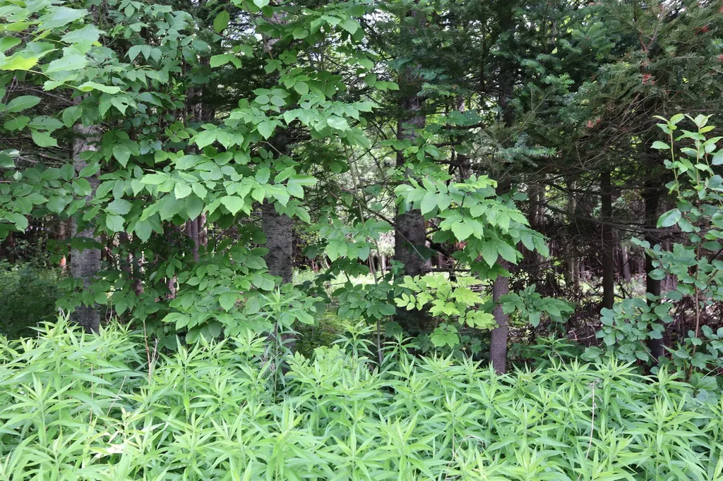 8 Goldsbury Woods Road Barre Town VT 05641