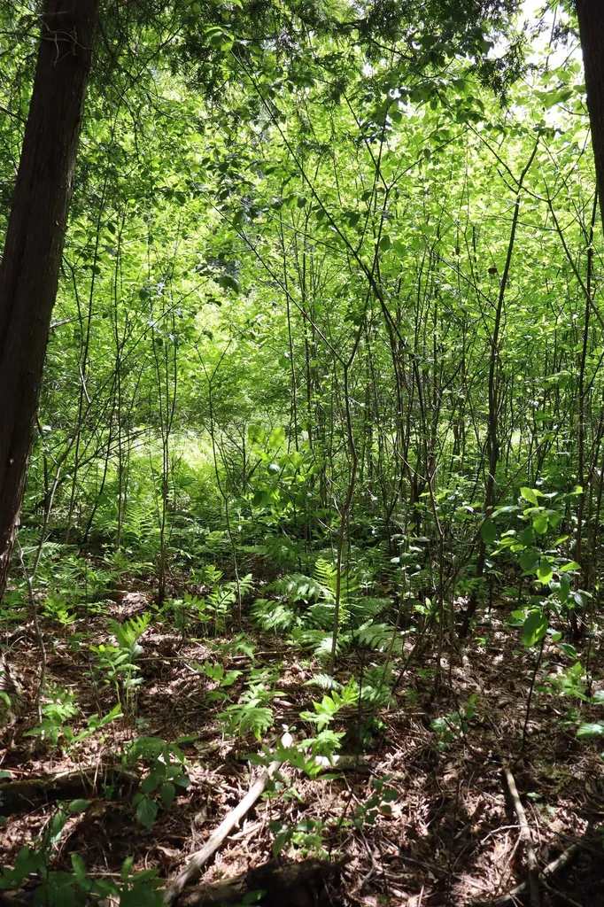 8 Goldsbury Woods Road Barre Town VT 05641