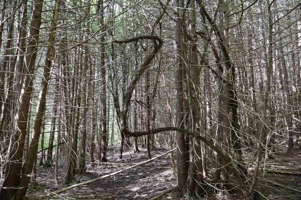 8 Goldsbury Woods Road Barre Town VT 05641