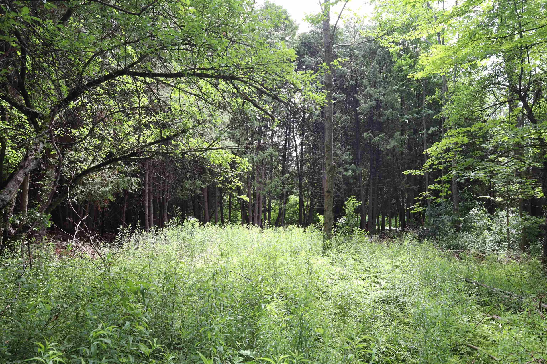 8 Goldsbury Woods Road Barre Town VT 05641