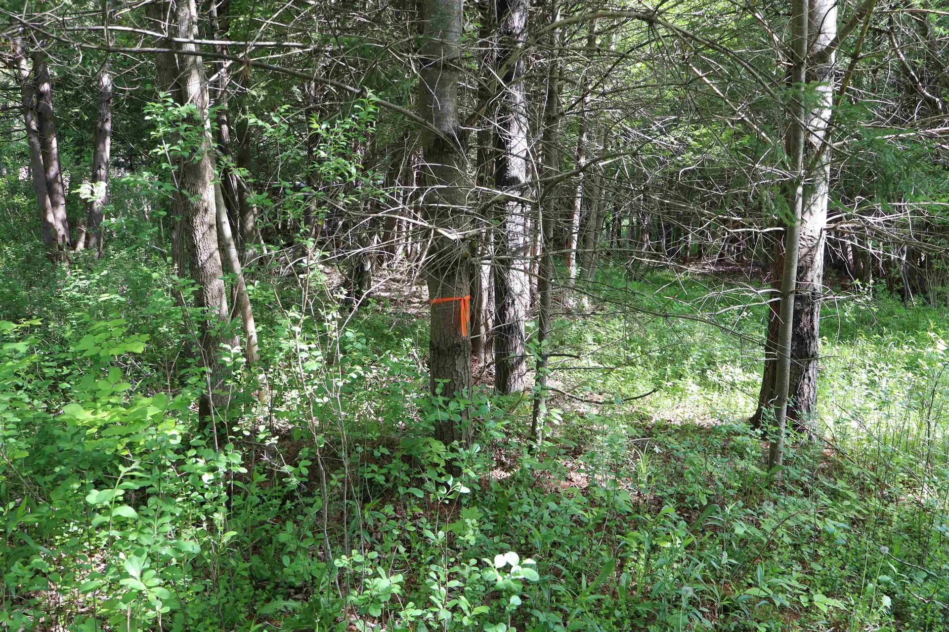 8 Goldsbury Woods Road Barre Town VT 05641