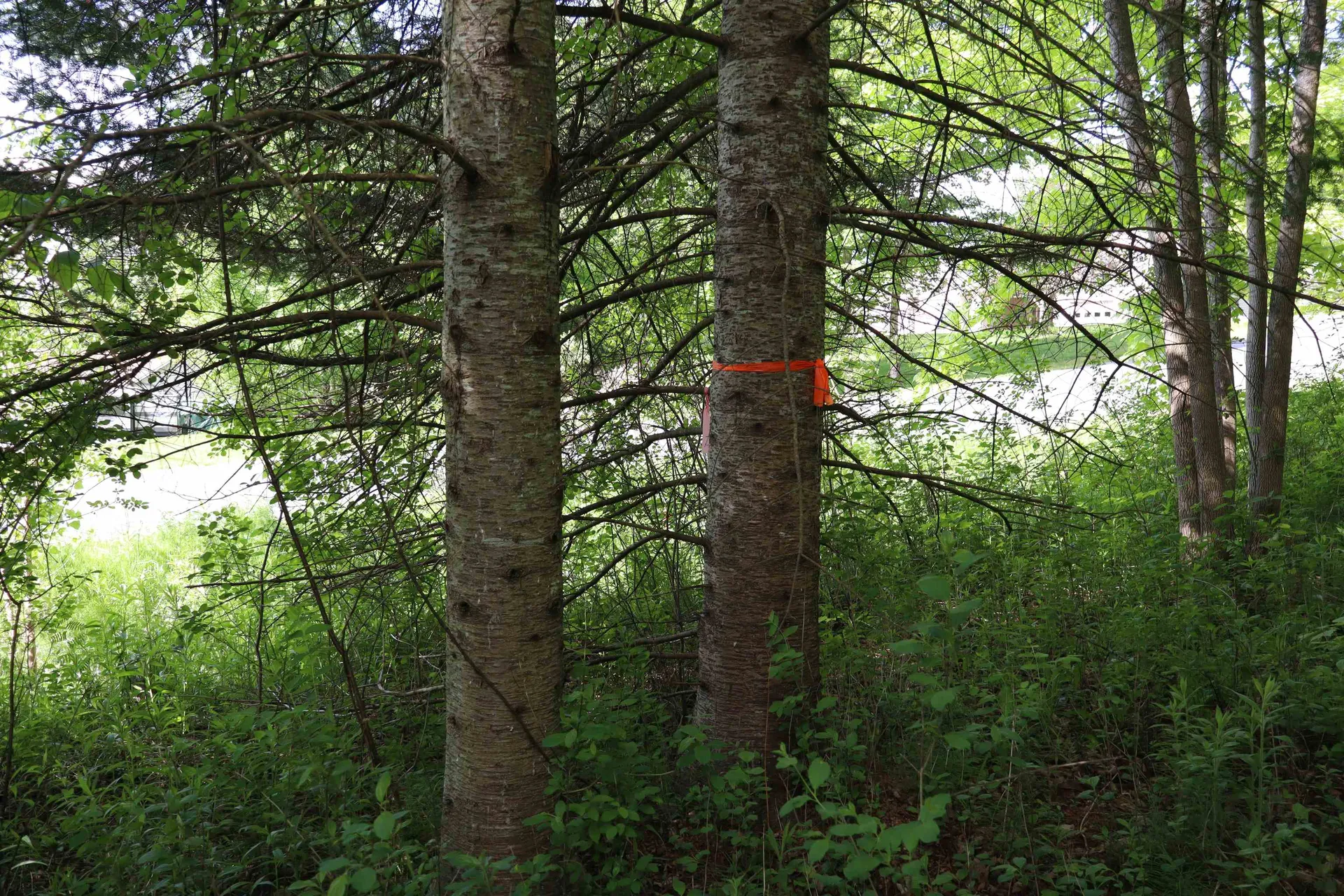 8 Goldsbury Woods Road Barre Town VT 05641