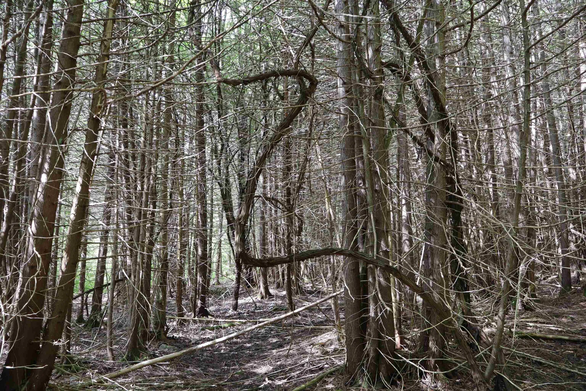 8 Goldsbury Woods Road Barre Town VT 05641