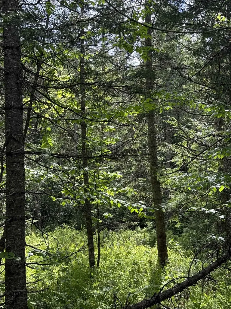 00 Fuller Road Newbury VT 05051