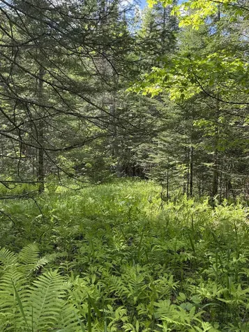 00 Fuller Road Newbury VT 05051