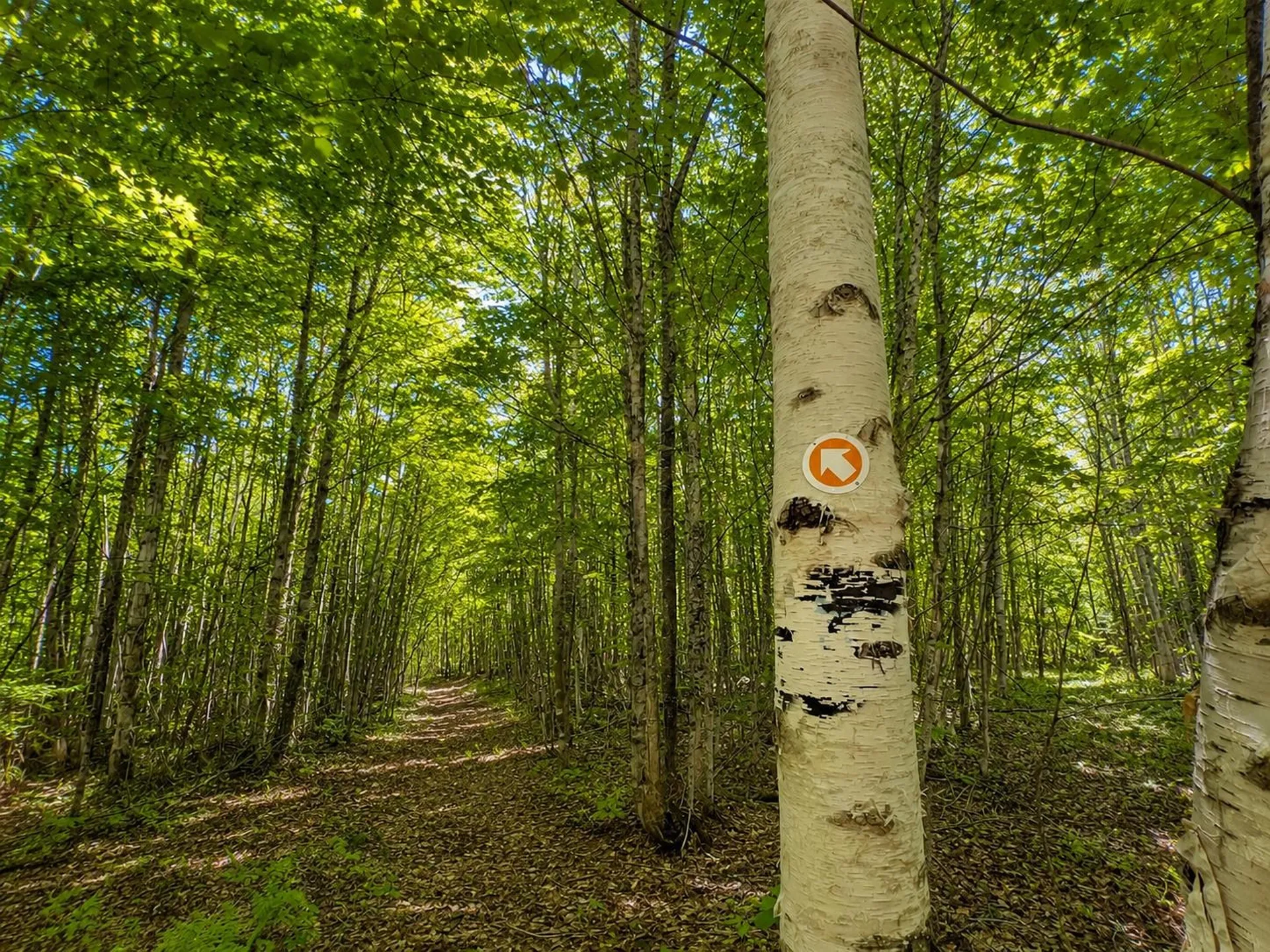 785 Leroux Road Wheelock VT 05851