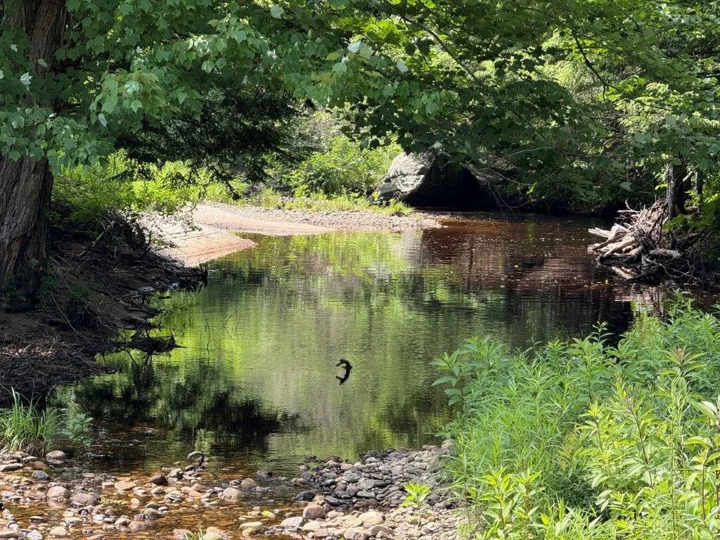 446 Walker Brook Road Danbury NH 03230