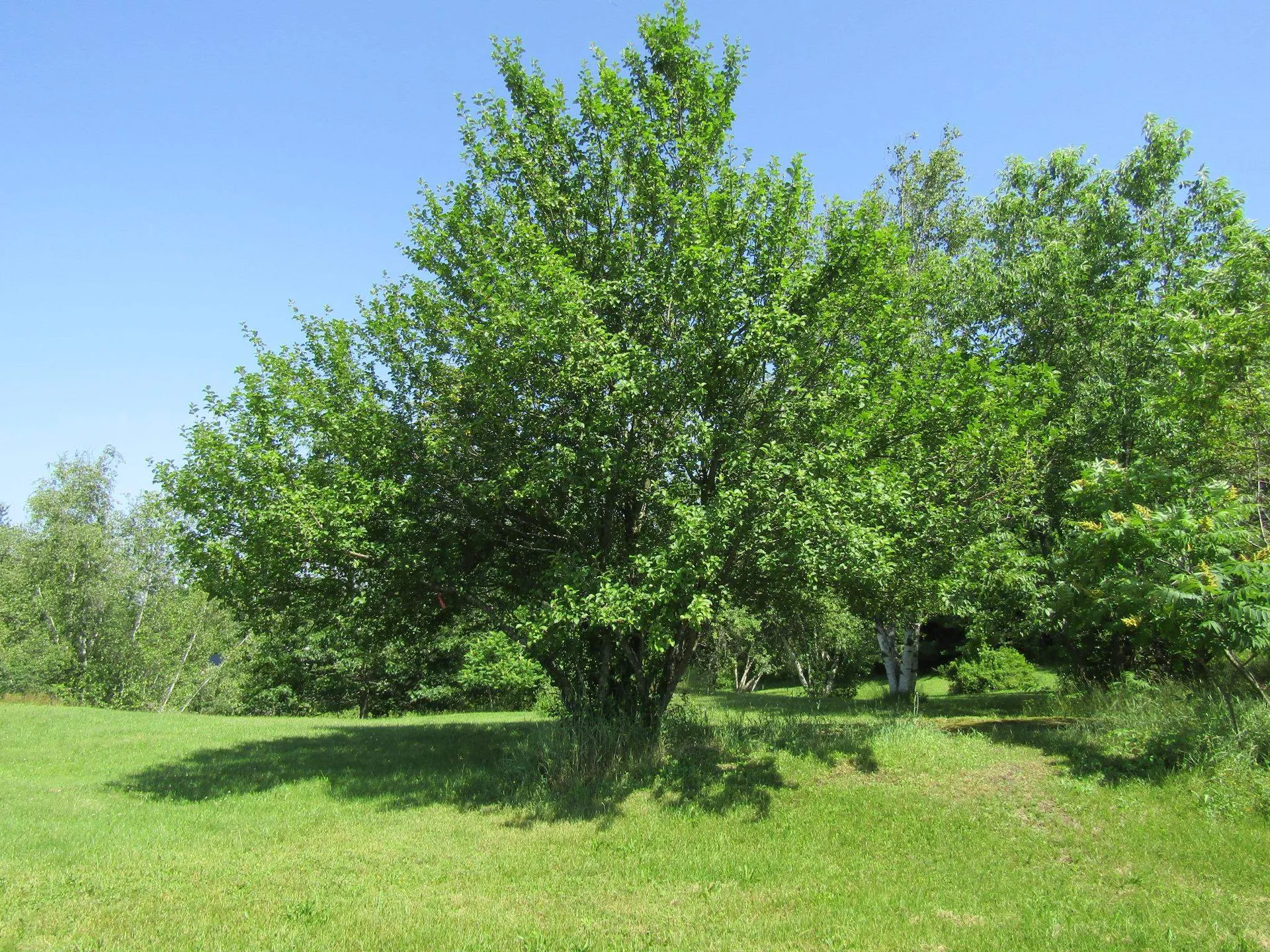 331 Gilman, Lot 2 Road Sheldon VT 05483