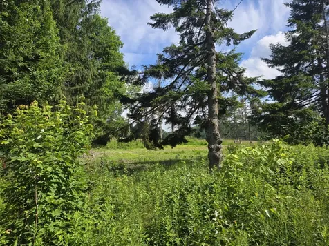 12 N. Fletcher Road Groton NH 03241