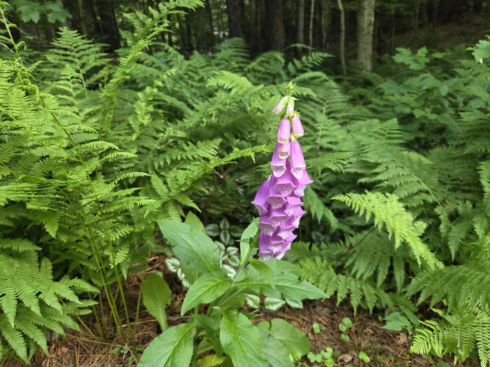 2 Tallwood Circle Londonderry VT 05148